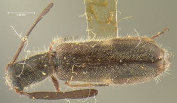 Media type: image;   Entomology 24276 Aspect: habitus dorsal view